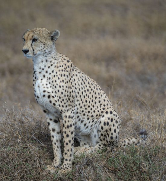 camisafaris-tanzaniabudgetcampingsafari